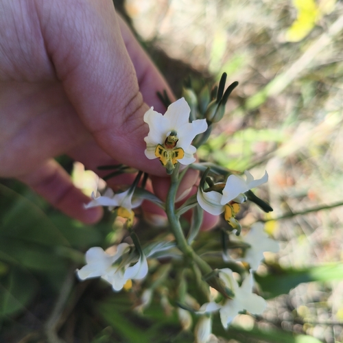 Gavilea longibracteata, photograph 6