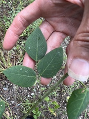 Desmodium laevigatum