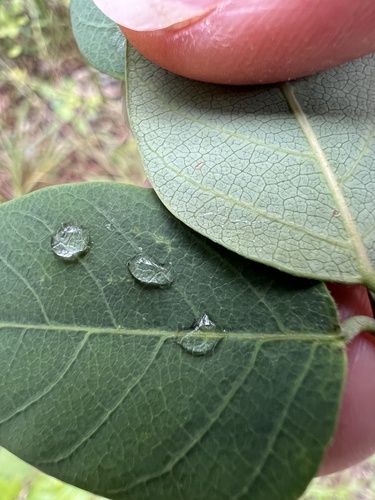 Desmodium laevigatum, photograph 2