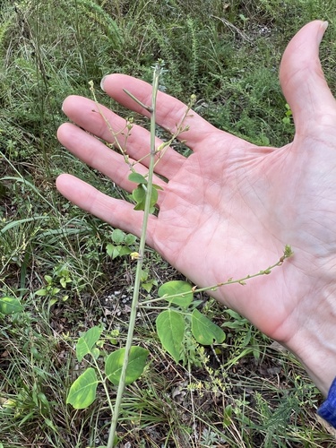 Desmodium laevigatum, photograph 3