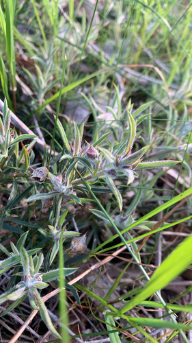 Hemiandra pungens, photograph 1