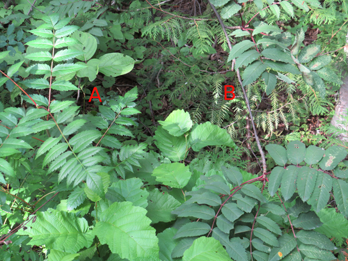 American mountain ash