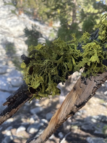 iNaturalist observation photo of Brown-eyed Wolf Lichen