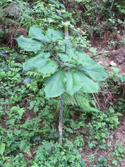 Arisaema serratum