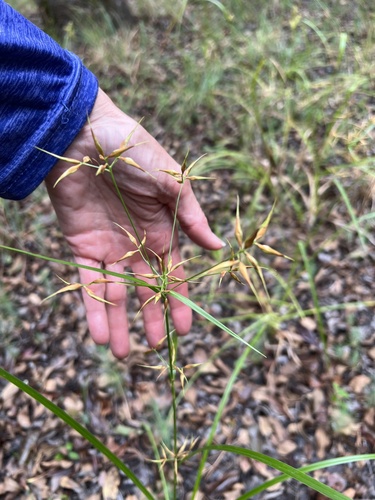 Rhynchospora corniculata, photograph 4