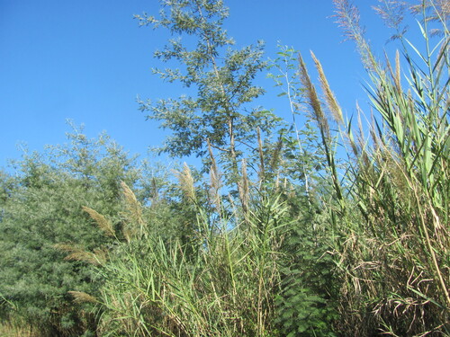Arundo micrantha (Arundo micrantha)