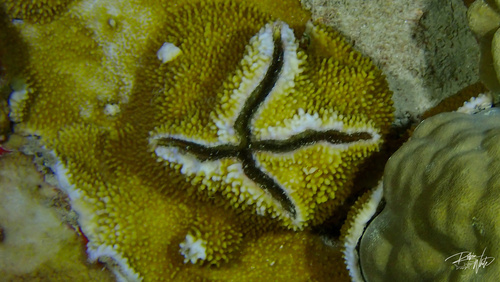 Alpheus deuteropus observed 2026-07-05