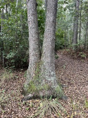 Nyssa biflora, photograph (c) Anne Parker, some rights reserved (CC BY)
