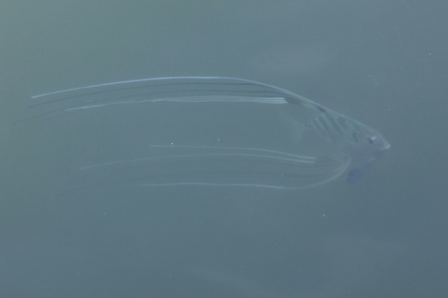 Alectis ciliaris observed 2026-09-06