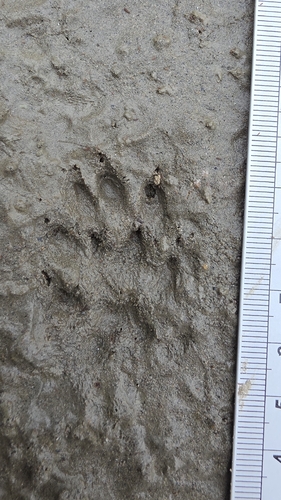 American Mink