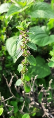 Stachys agraria
