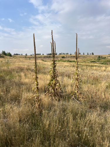 great mullein