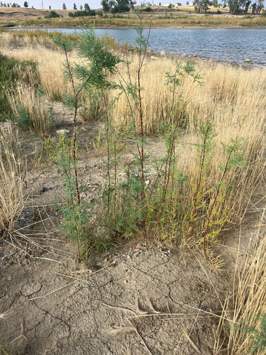 saltcedar