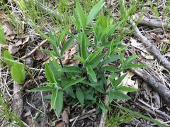 Silene stellata