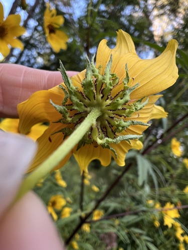 Bidens polylepis, photograph 5