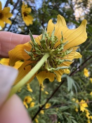 Bidens polylepis, photograph (c) Anne Parker, some rights reserved (CC BY)
