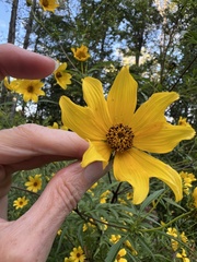 Bidens polylepis, photograph (c) Anne Parker, some rights reserved (CC BY)