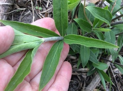 Silene stellata