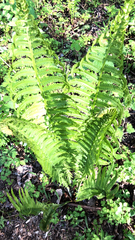 Matteuccia struthiopteris