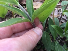 Silene stellata