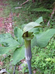 Arisaema serratum