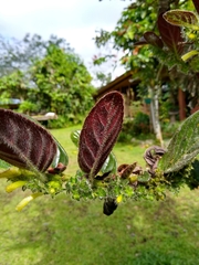 Columnea spathulata