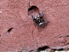 Pseudeuophrys erratica