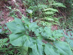 Arisaema serratum
