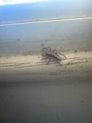 California Flattened Jumping Spider