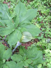 Arisaema serratum