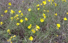 Oenothera hartwegii