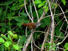 Cantorchilus modestus