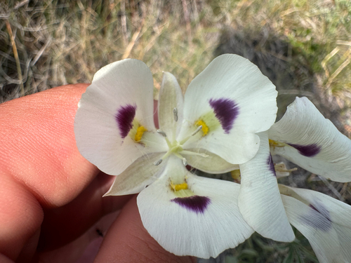 white mariposa lily