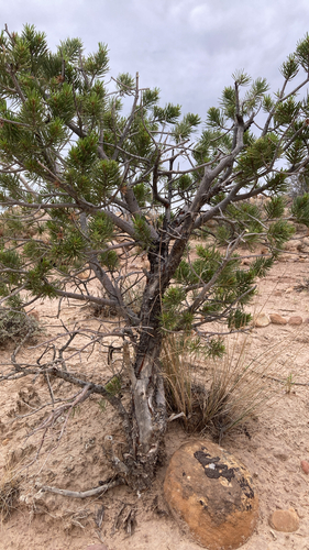 Colorado Pinyon