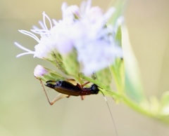 Cranistus colliurides