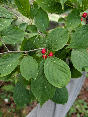 Ilex montana, photograph 6