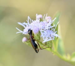 Cranistus colliurides