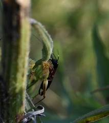 Cranistus colliurides