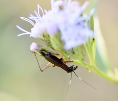Cranistus colliurides