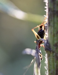 Cranistus colliurides