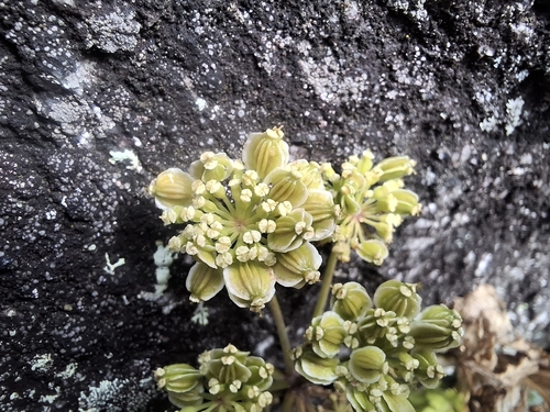 Angelica triquinata