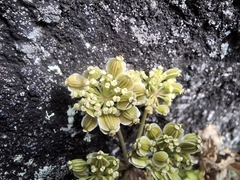 Angelica triquinata