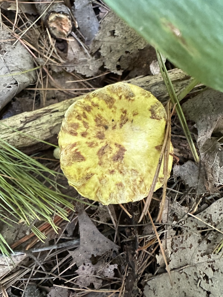 Chicken Fat Mushroom · September 2026 · photo: Photo: no rights reserved · iNaturalist