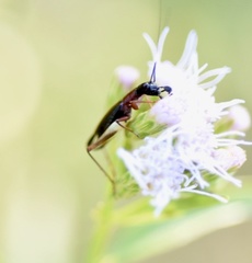 Cranistus colliurides