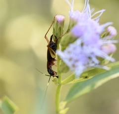 Cranistus colliurides