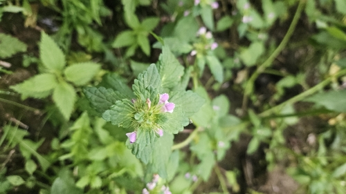 Bifid Hemp-nettle