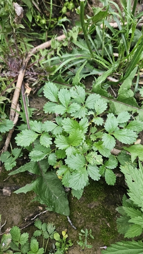 rough cinquefoil