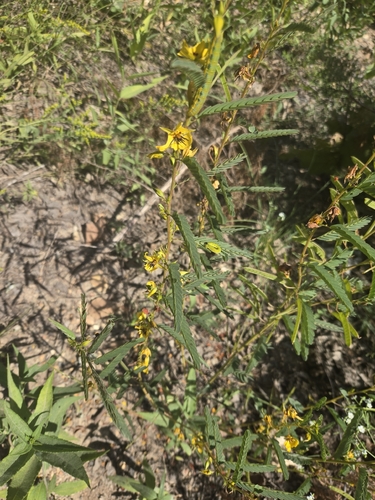 partridge pea
