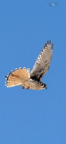 American Kestrel