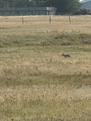 Coyote